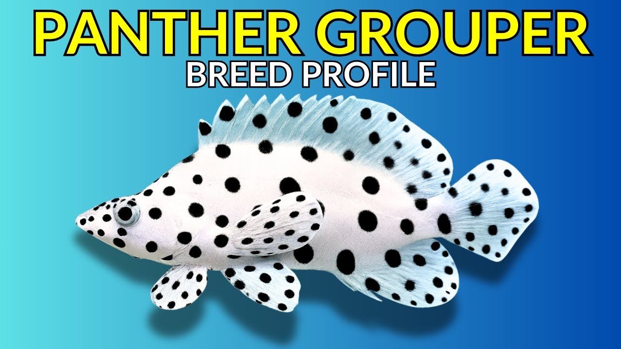 Panther Grouper Care Guide | Tank Setup  Feeding  Growth & Lifespan