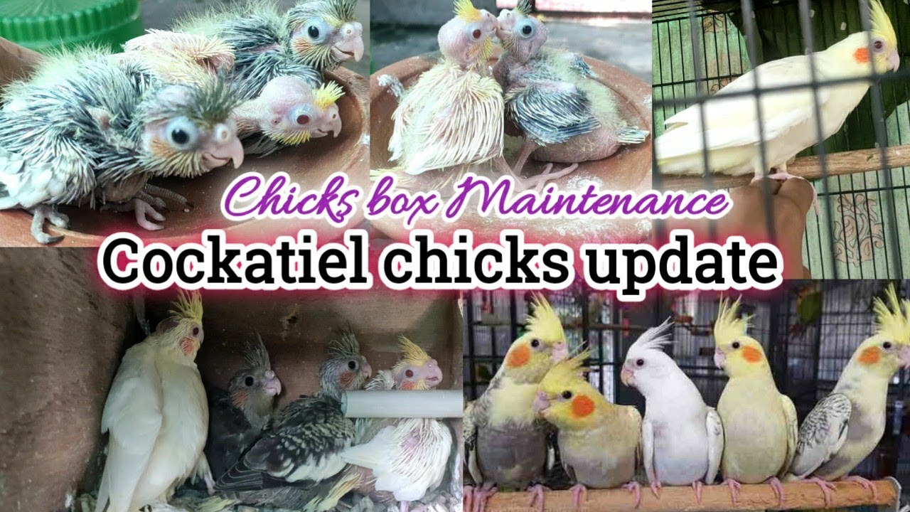 Cockatiel chicks box Maintenance/cockatiel chicks update🐣