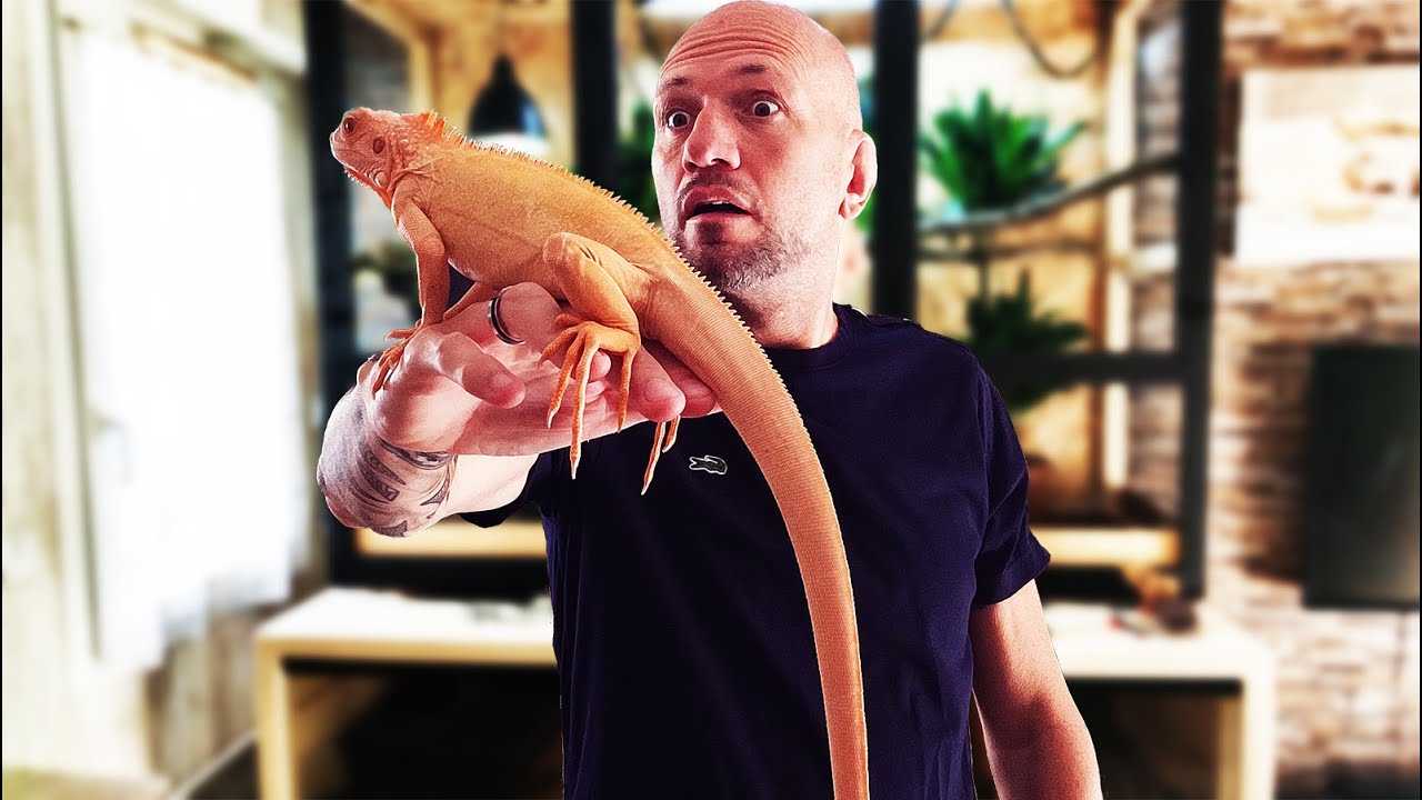 Découvrez mon incroyable nouvel iguane dans mon élevage !