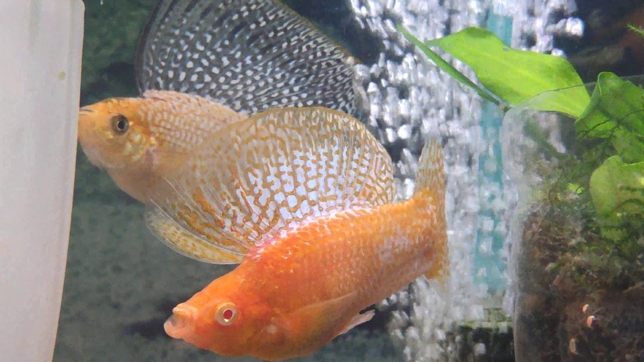 velifera albina orang, велифеа , моллинезия , molly