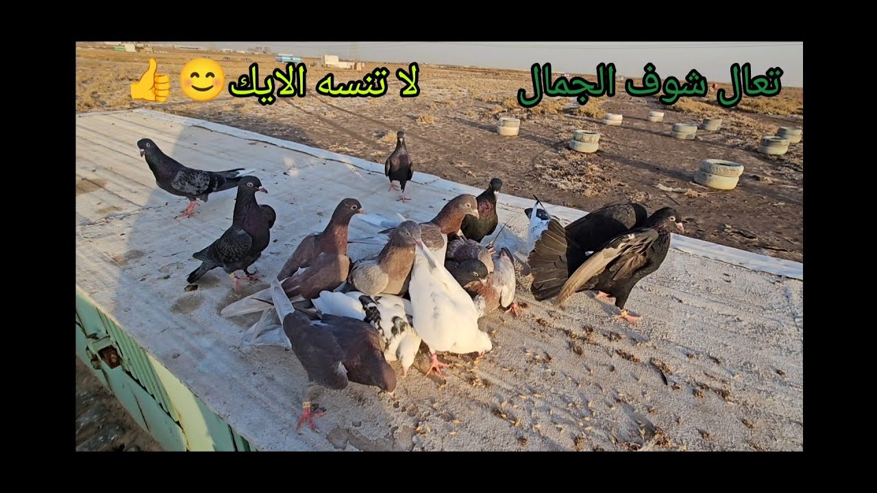 مطيار افراخ السنه هوى شرجي حلو مال افراخ 