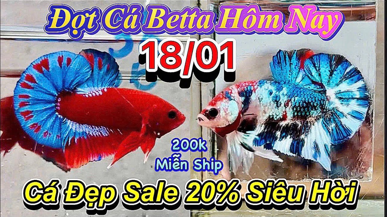 ❤️18/01/2026_Clip Betta Cực Vip_Giảm Giá 20%_Siêu Sale Khủng Khiếp Săn Cá Giống_Chưng Tết❤️