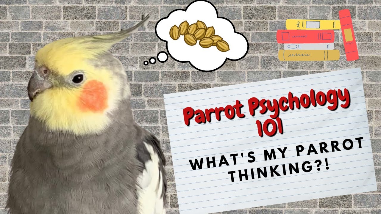 Parrot Psychology 101 | What's My Parrot Thinking? | TheParrotTeacher
