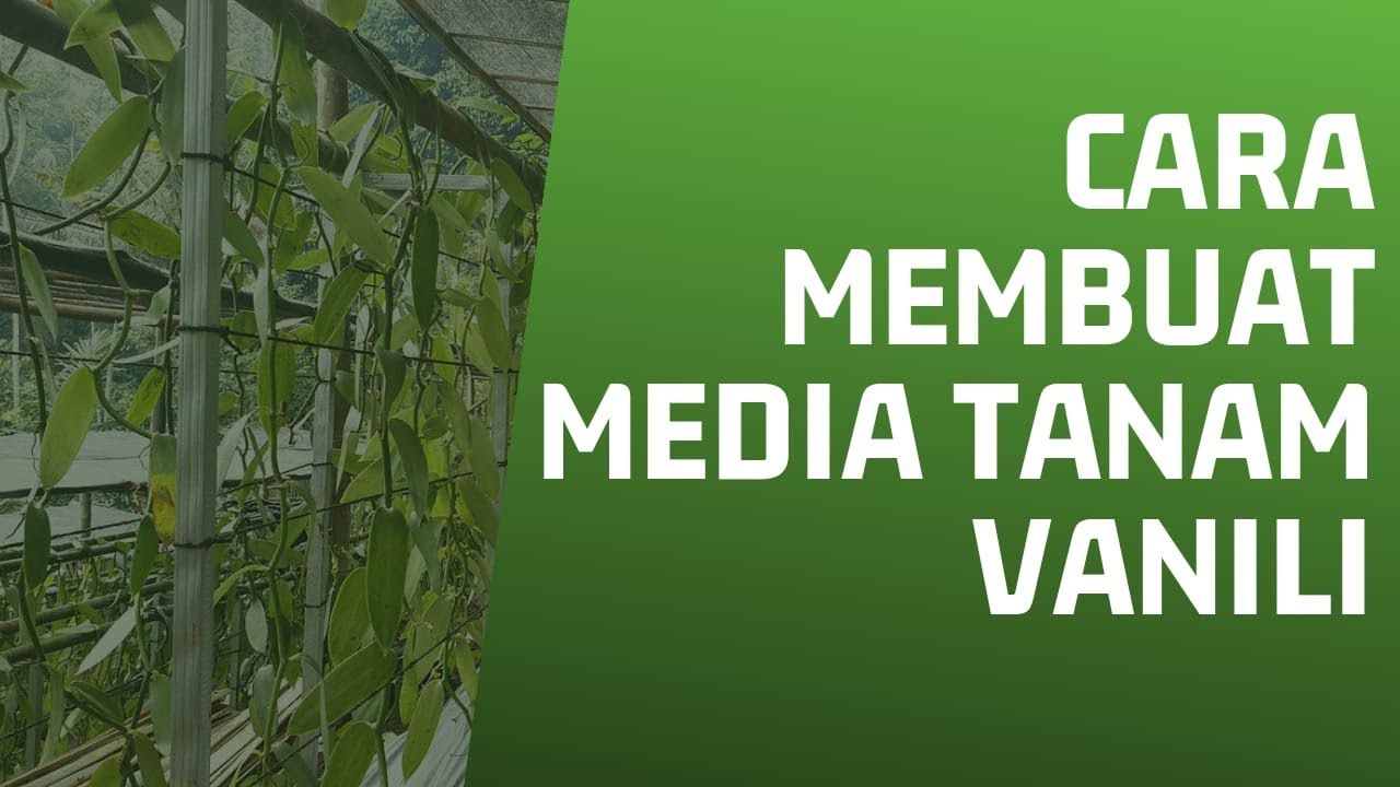 Cara Membuat Media Tanam  Vanili Yang Subur