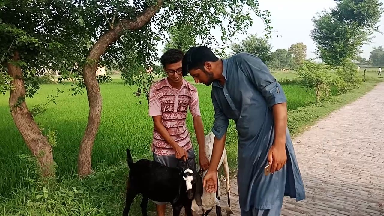 Kala Bakra Ya Chita Very Funny Video by Eid Ul Azah Gift Watch Full Video