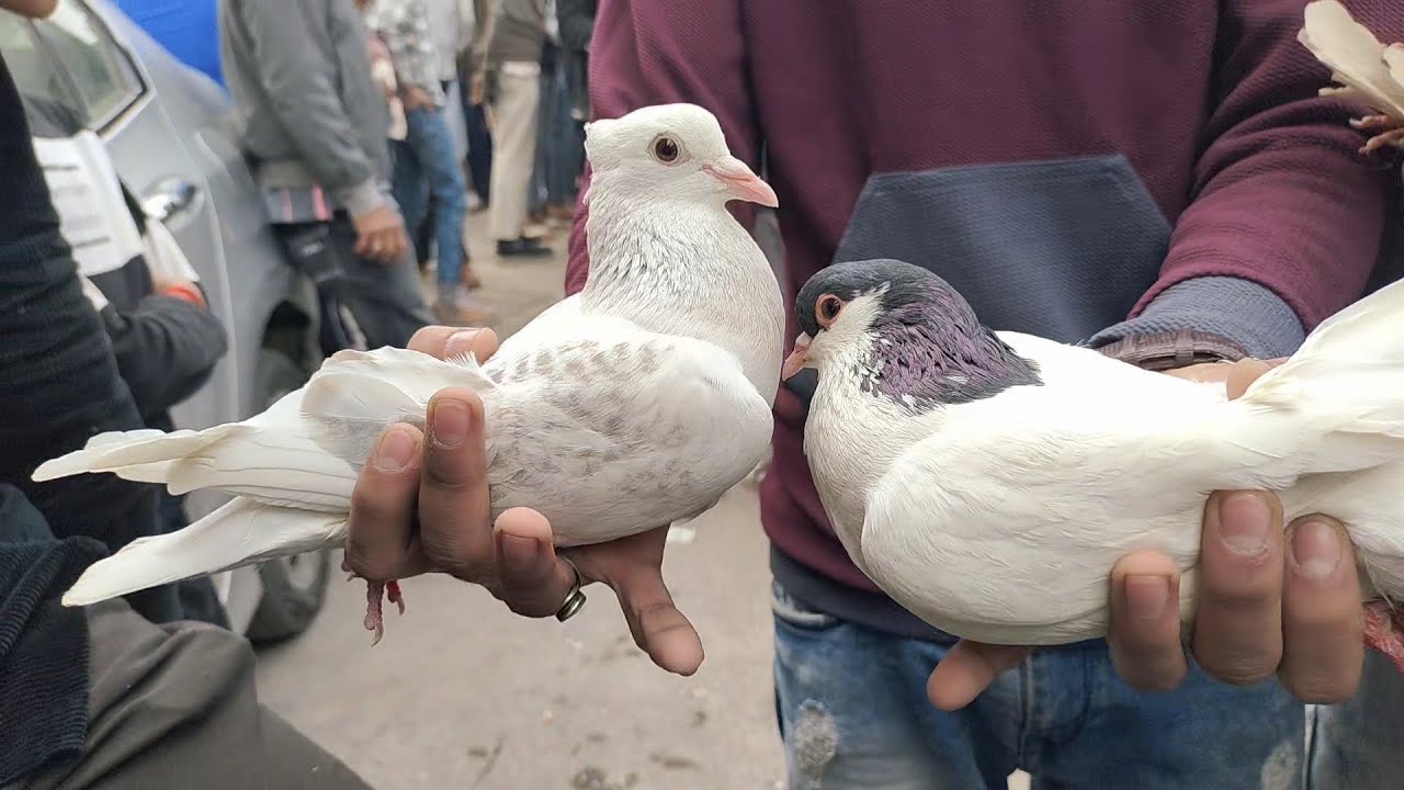 welcome chowk kabutar market Delhi pigeon market gole kabootar madrasi kabli fancy #kabootarmarket