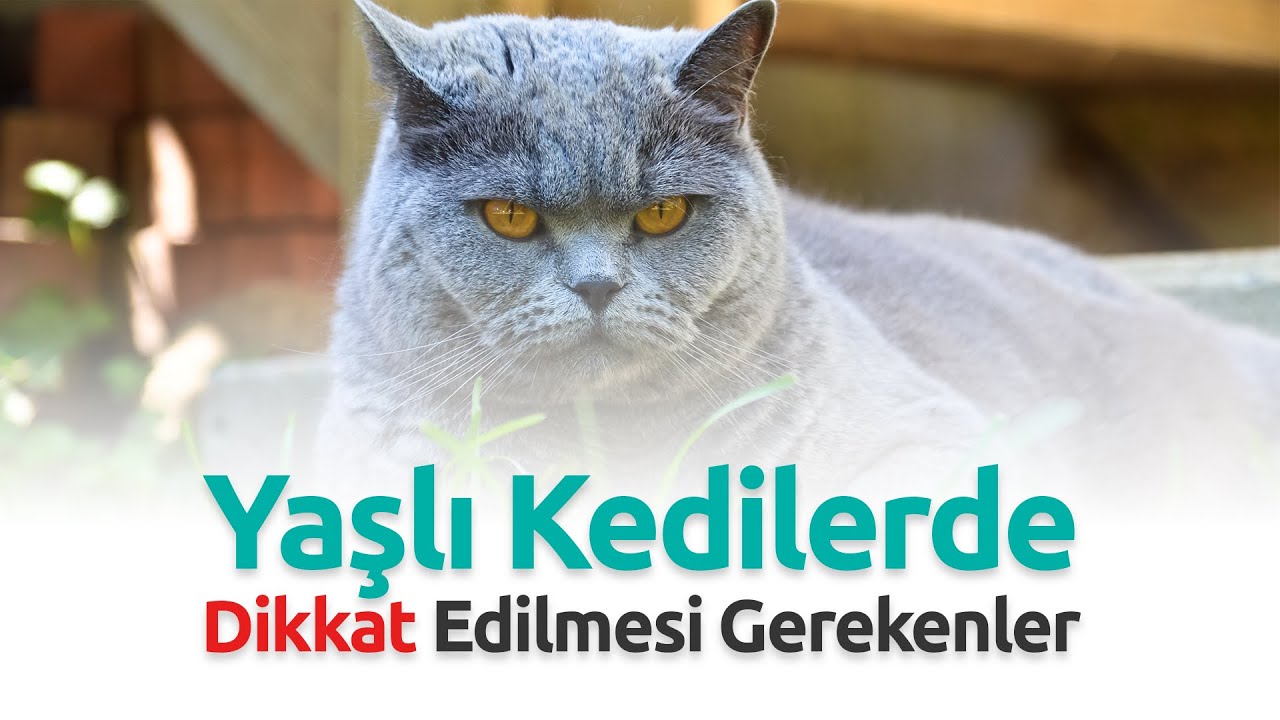 Yaşlı Kedilerde Dikkat Edilmesi Gereken Durumlar - Uzman Veteriner Hekim Akın Kiremitçi