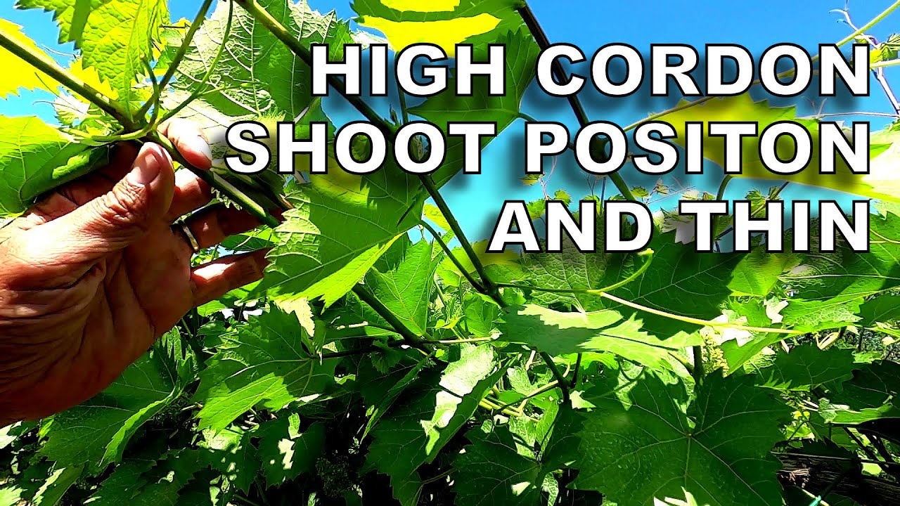 Shoot Thinning High Cordon Grapevines