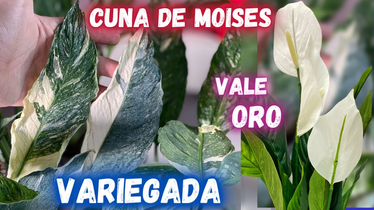 Cuna De Moises VARIEGADA || Si la tienes Eres UNO En Un MILLON || Spathiphyllum || Reproduccion