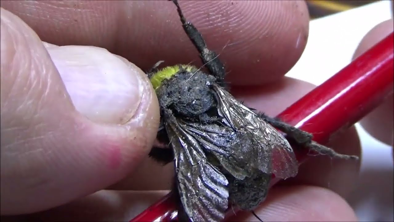 Kedinin Saldırdığı Bombus Arısına Müdahle Ettim