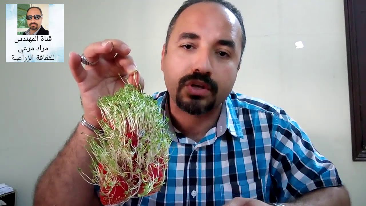حب الرشاد  طرق تكاثر وتسميد ورعاية وتشكيل به Lepidium sativum حلقة 169