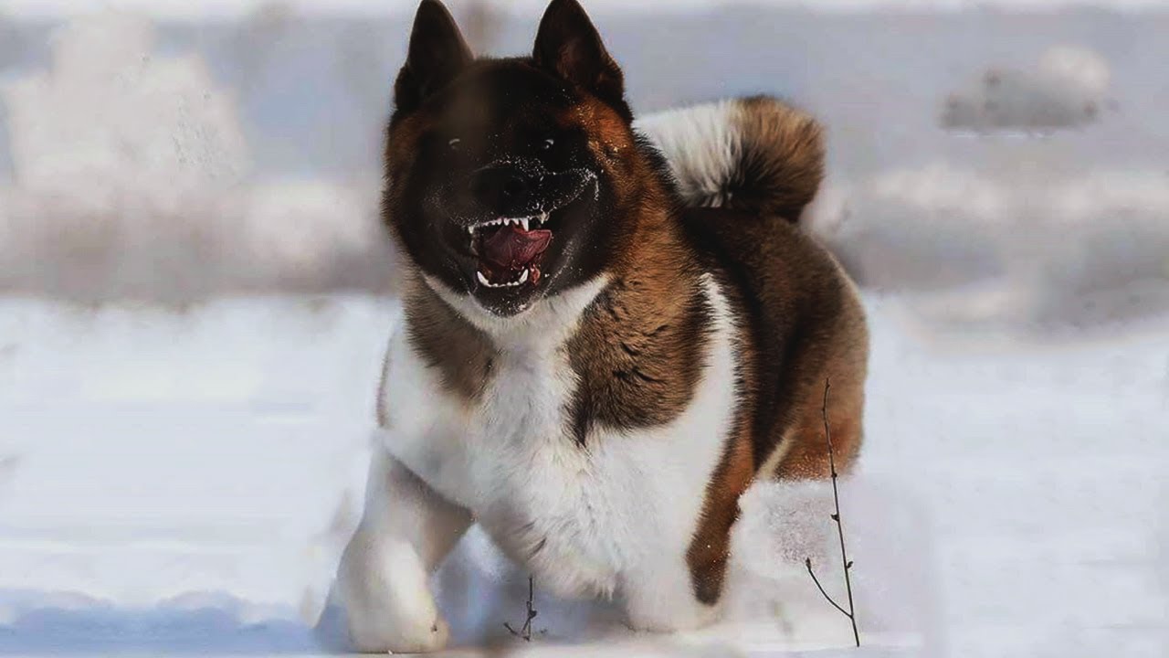 See the 10 most Faithful dog breeds that are also Dangerous for hostile | Dogmal
