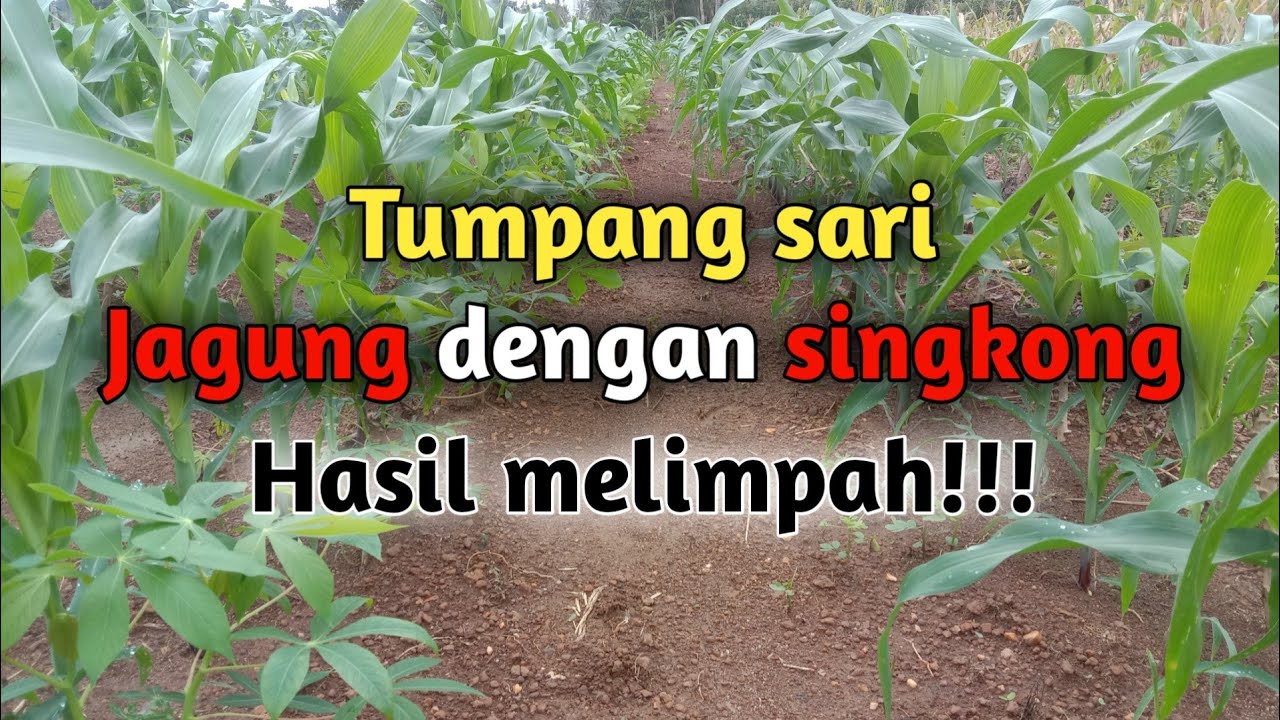 Teknik Tumpang Sari Jagung Dengan Singkong || Bang Harry Bastara