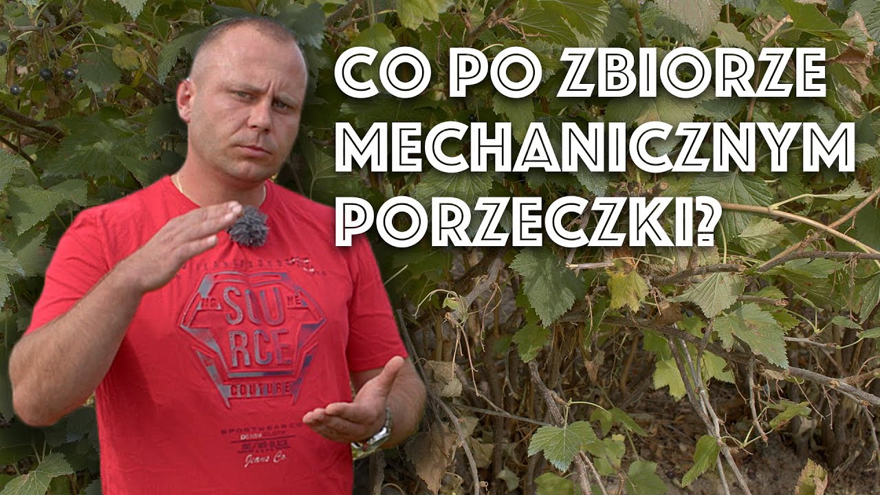 Mechaniczny zbiór porzeczki – co dalej? Krótko i na temat.