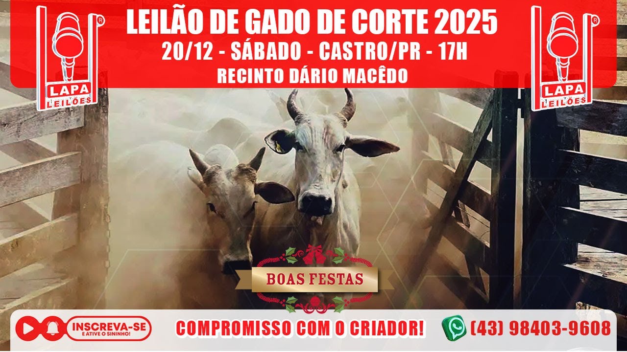 LAPA LEIL&Otilde;ES - LEIL&Atilde;O GADO DE CORTE - S&Aacute;BADO - 20/12/2025 - 17h - CASTRO/PR