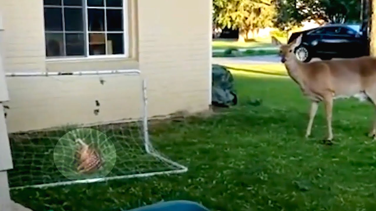 Il suo piccolo è impigliato nella rete e mamma cervo non sa cosa fare. Poi succede QUESTO