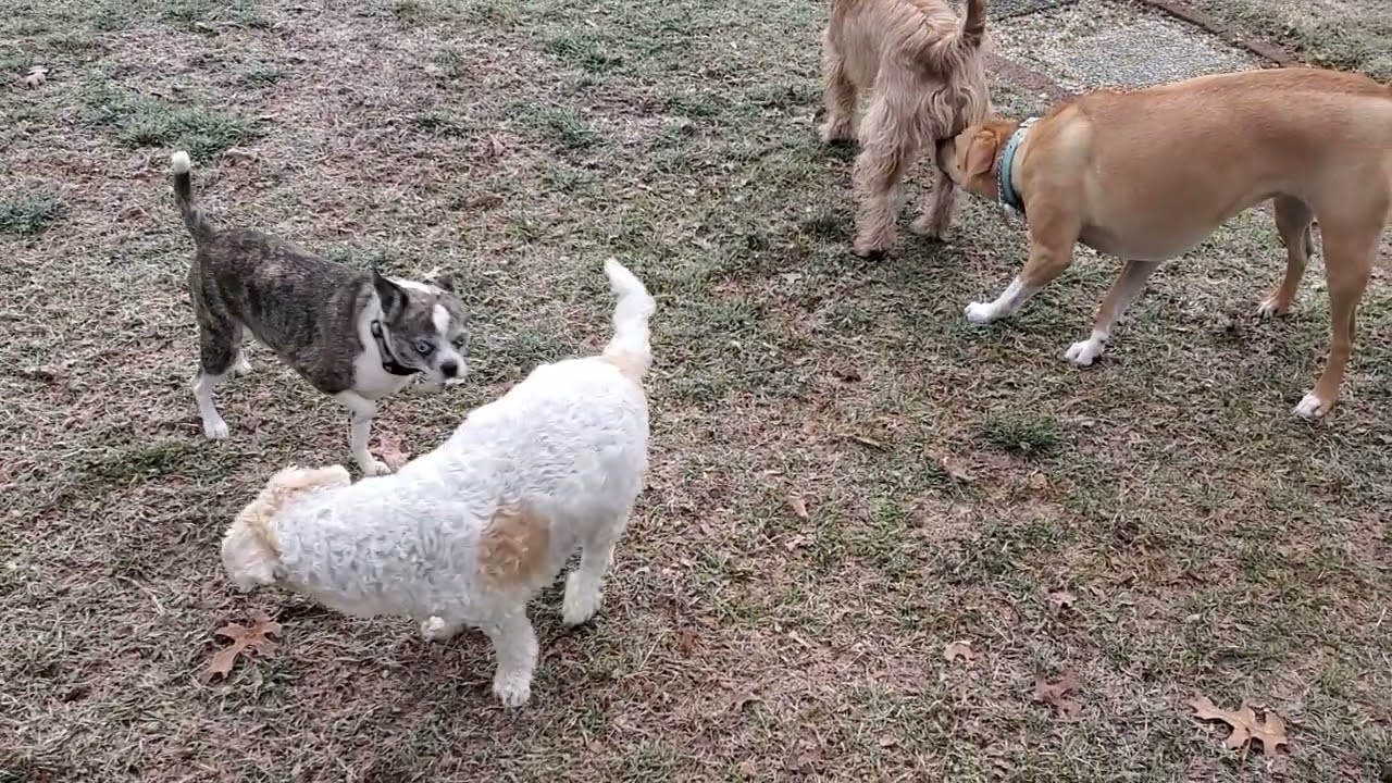 Milo &  Cali join Toby, Winnie & Winston