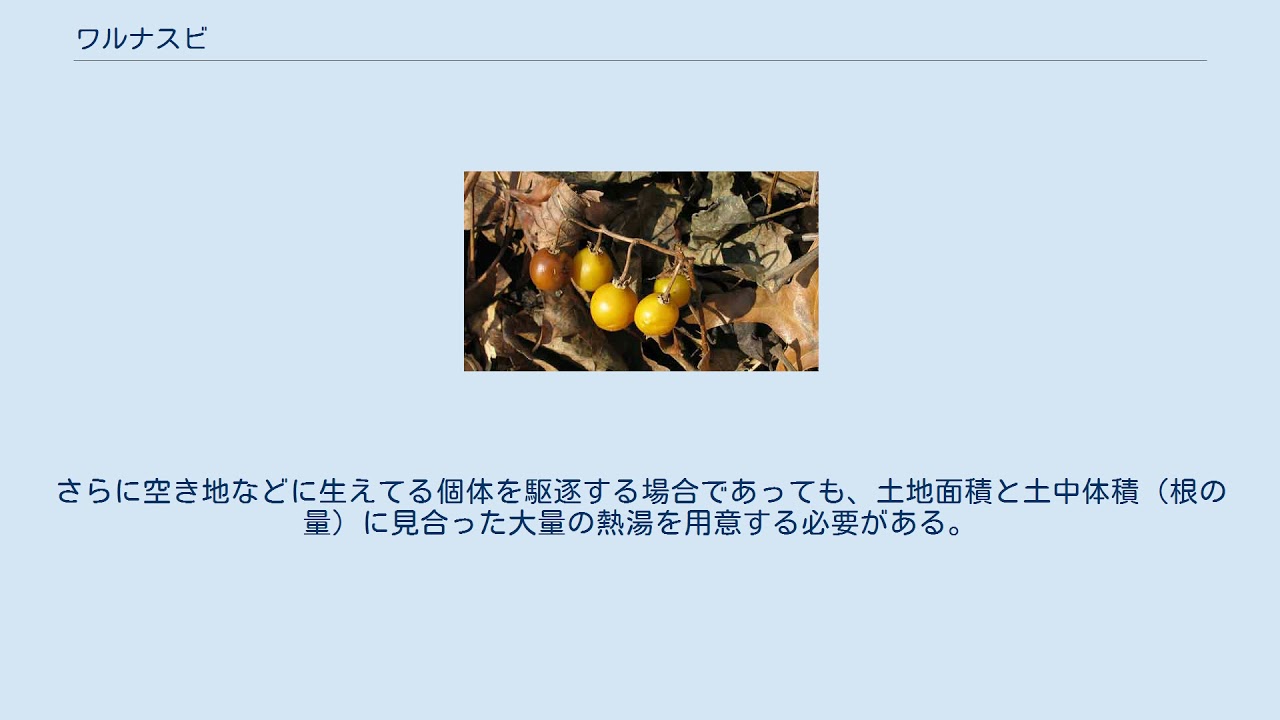 ワルナスビ