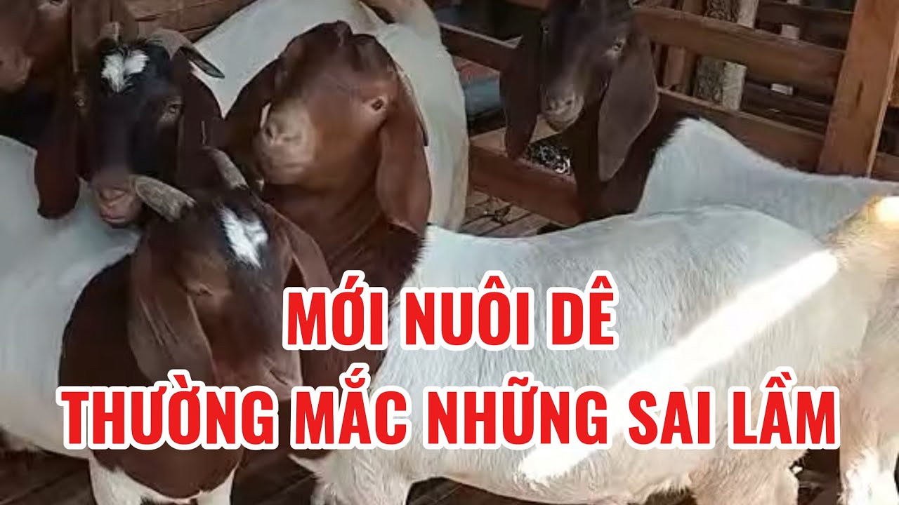 Đừng Nuôi Dê Nếu Bạn Chưa Biết Những Sai Lầm Này 