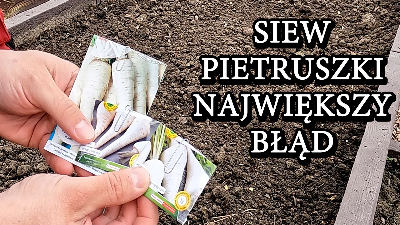 Siew pietruszki. Największy błąd przez kt&oacute;ry nie ma wschod&oacute;w