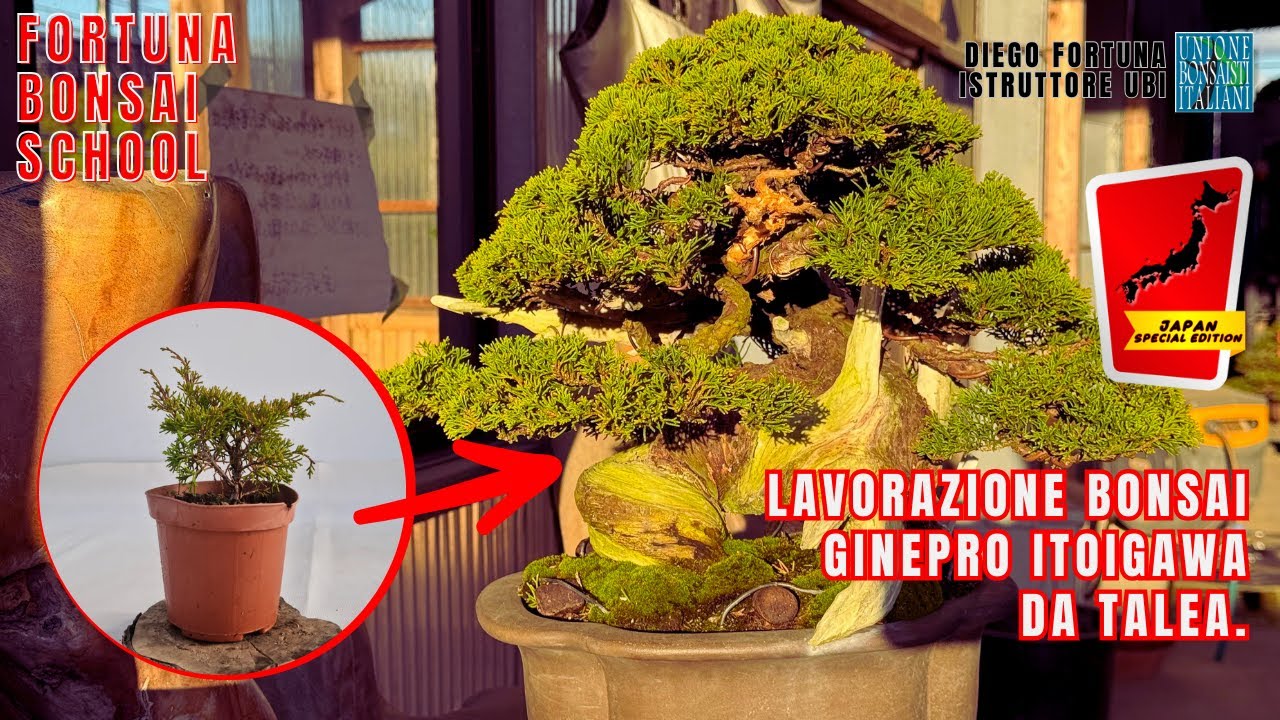 Lavorazione Bonsai Ginepro Itoigawa da Talea. [Japan Special Edition]
