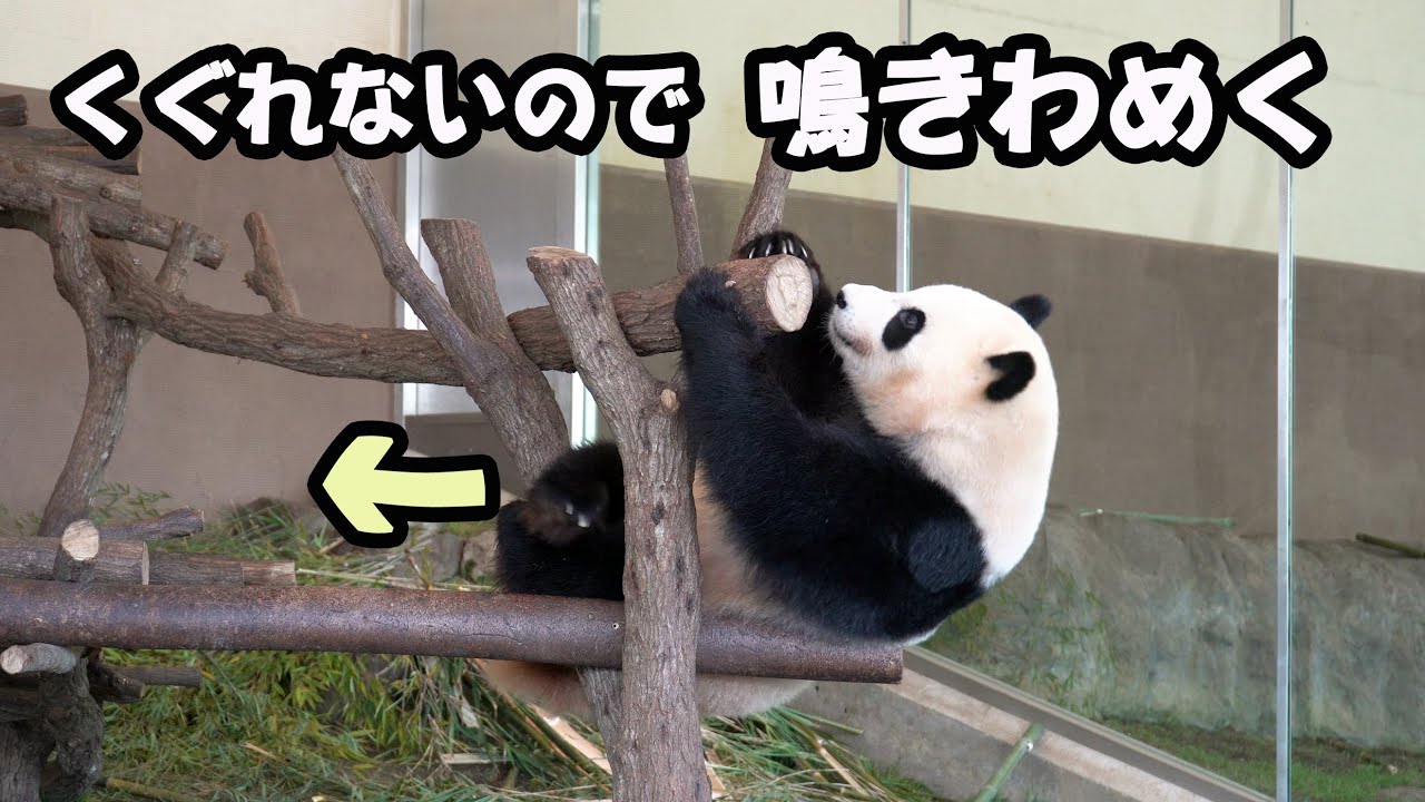 アドベンチャーワールド彩浜🐼遊具がくぐれないので鳴いて悔しがる🌈もう無理だよ彩ちゃん