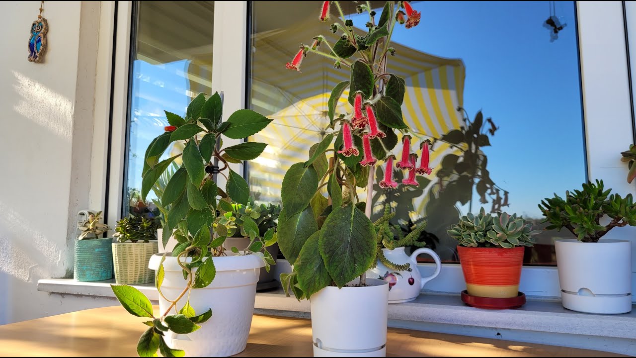 Japon Küpelisi Kohleria Bakımı