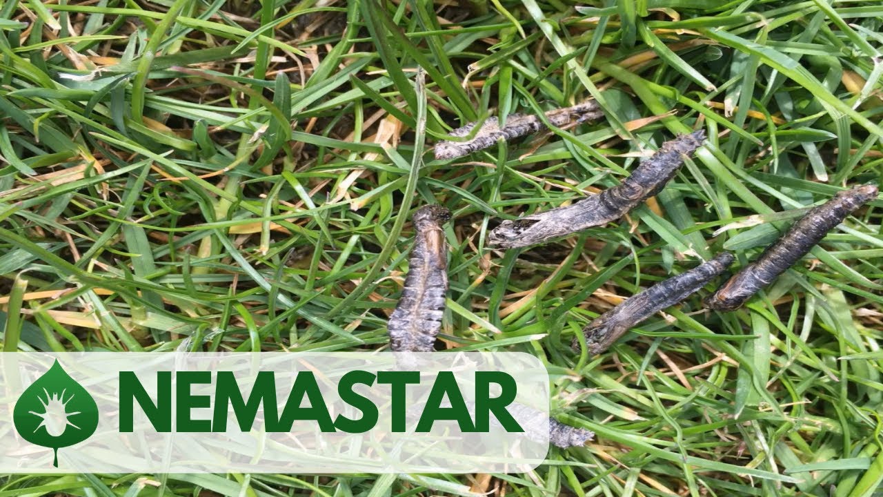 NEMASTAR - Tiplice aneb jak mít hezký trávník bez hnědých fleků?