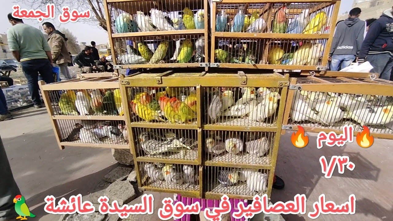  اسعار العصافير في سوق الجمعة بالسيدة عائشة واخبار لم العصافير اليوم اسعار العصافير لم وتداول 🦜💣🔥👌