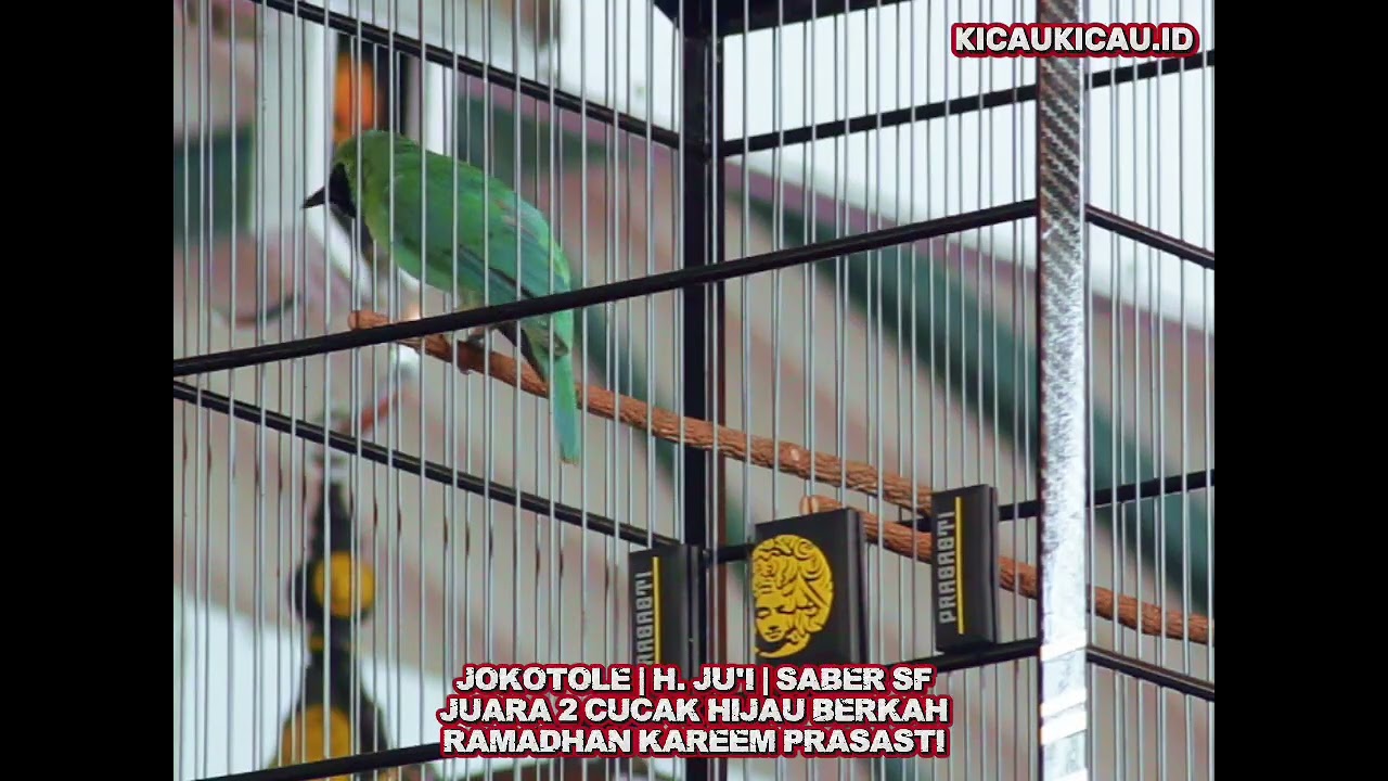 Cucak Hijau Jokotole Nyaris Raih Mobil Baru di Ramadhan Kareem Gantangan Prasasti