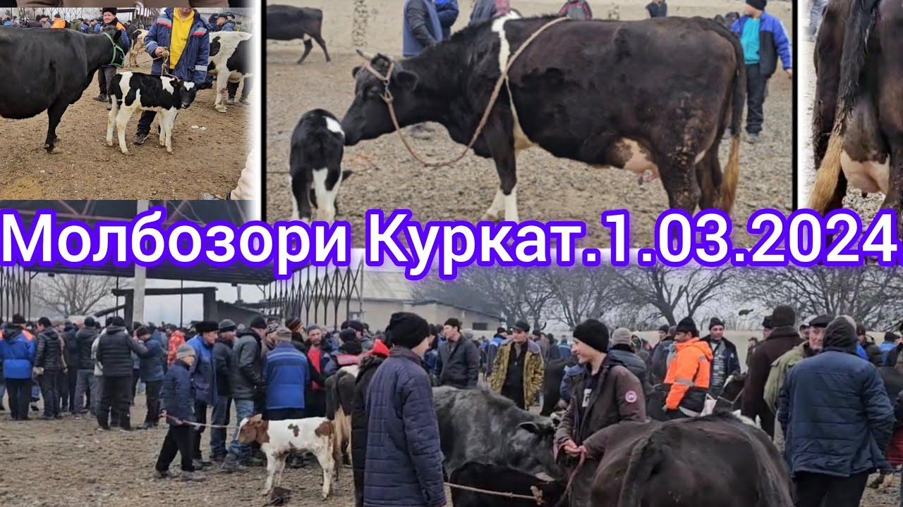 Молбозори Куркат Оча Бача Бугузи Наздик Гуножинхо Букачахо 928893294 ватсаб