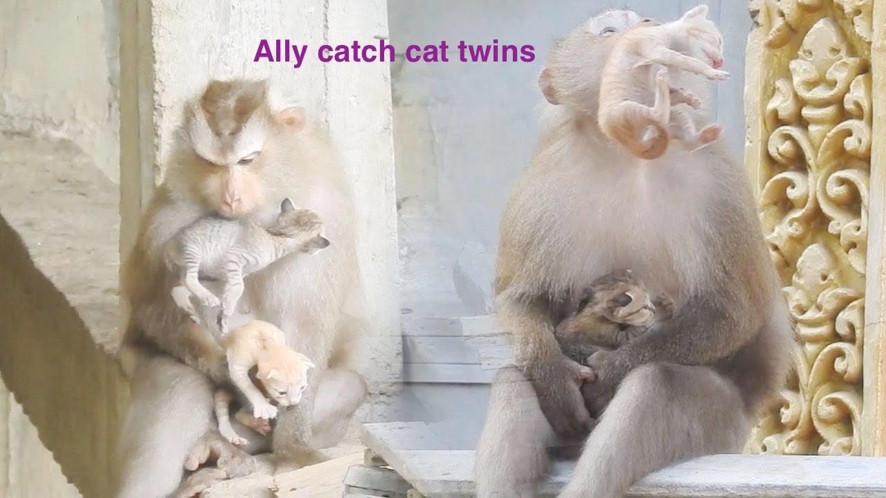 Just now update ! Ally seems crazy she catches tow newborn kitten and bits him also