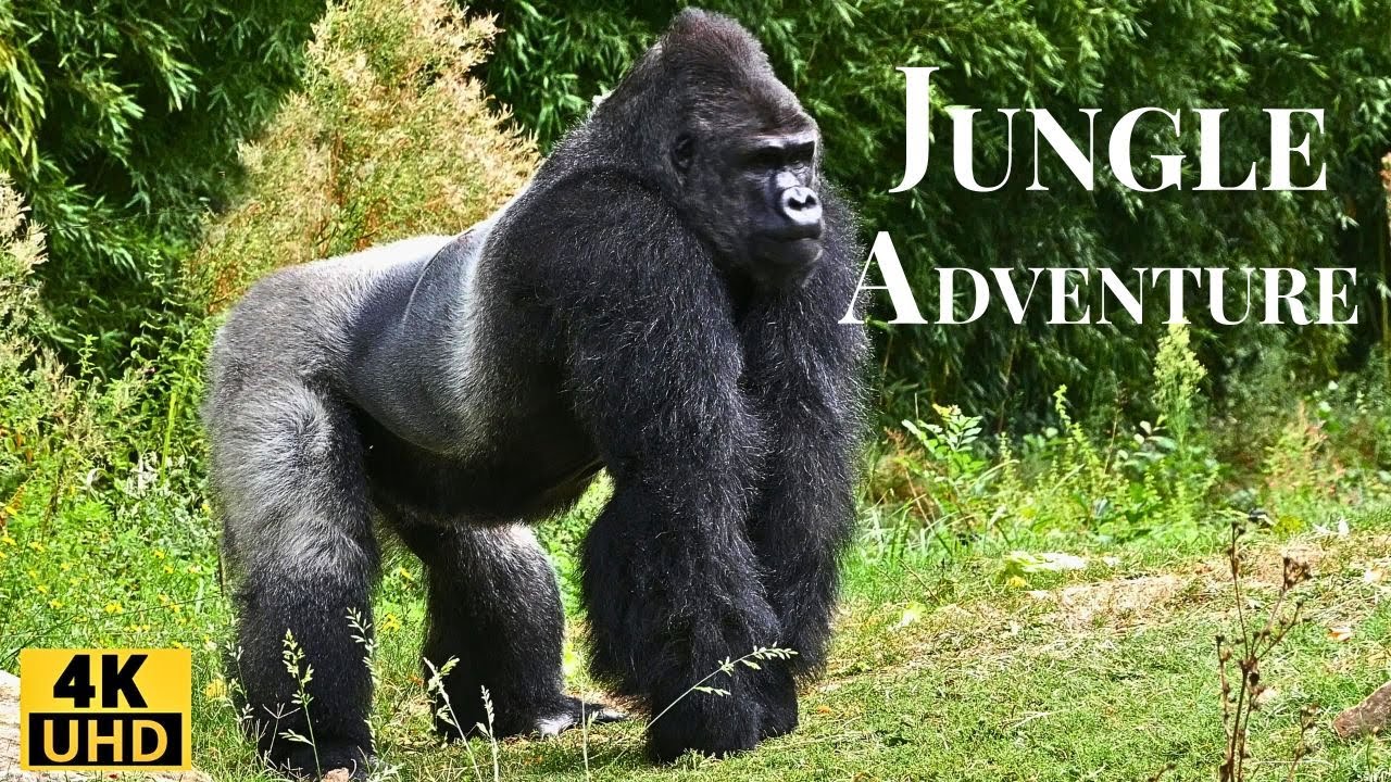Jungle Adventure Video | Discover the Rarest Animals in the World &ndash; Nature Documentary 4K