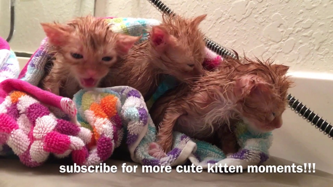 New December Foster Kittens! Flea Bath Time! Five Weeks Old