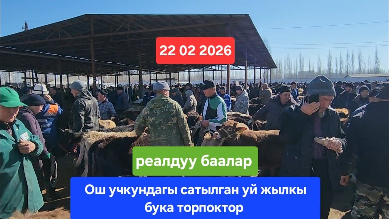 ОШ УЧКУН МАЛ БАЗАР 22 Февраль 2026 жыл Сатылган уй жылкы бука торпоктор #базар #видео #рекомендации 