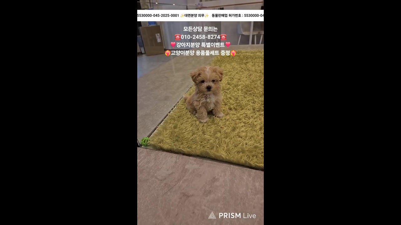 강아지분양 고양이분양 ✨️ 귀여운 아가들 보러 오세요💘 #강아지분양 #애견분양 #라이브 #애견집사 #고양이분양