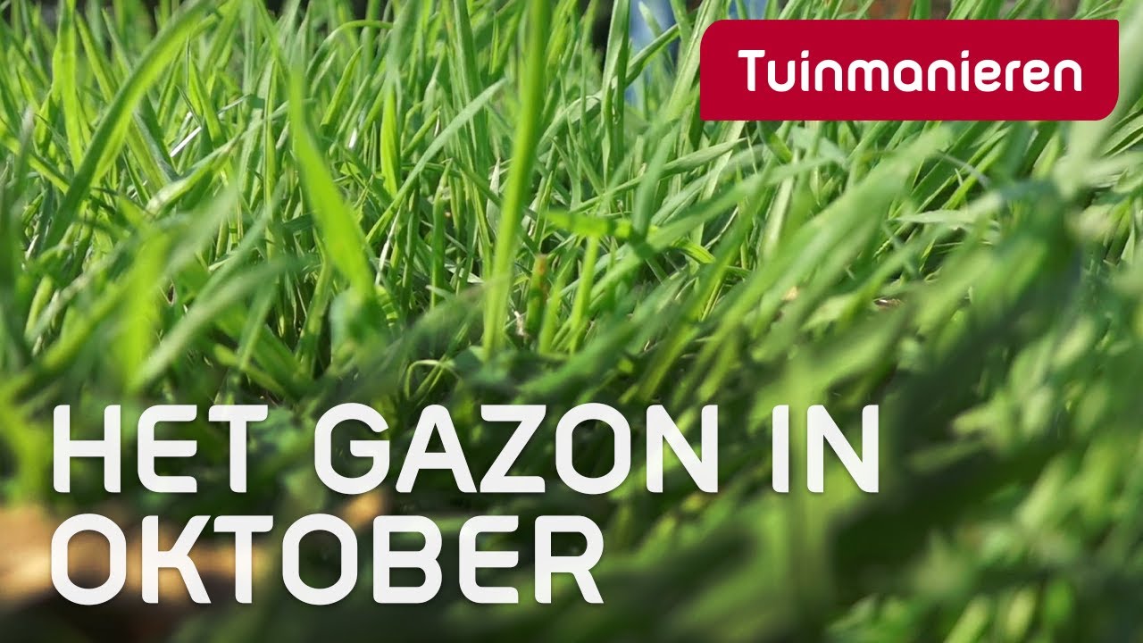 Wat te doen met het gazon in oktober? | Tuinmanieren
