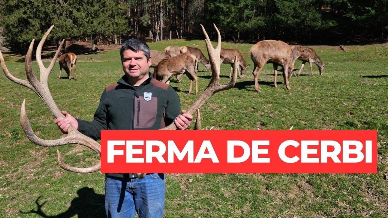 Ferma de cerbi - o afacere inedită