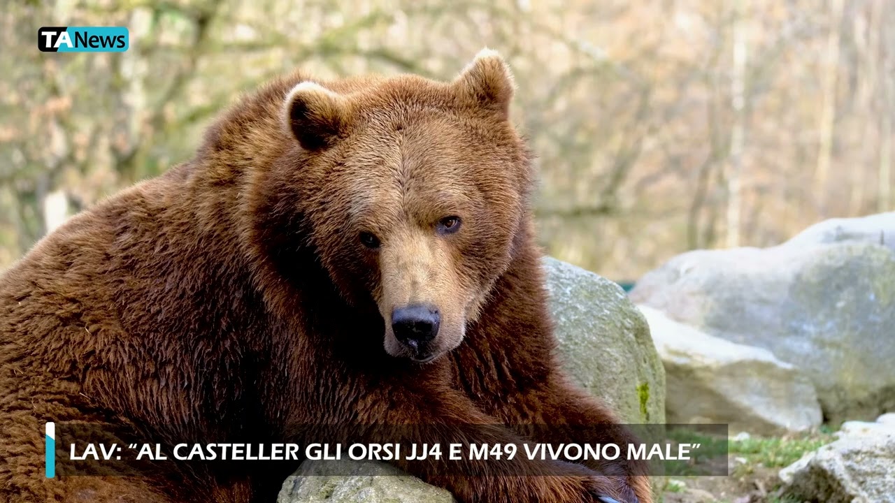 Animali, LAV: 