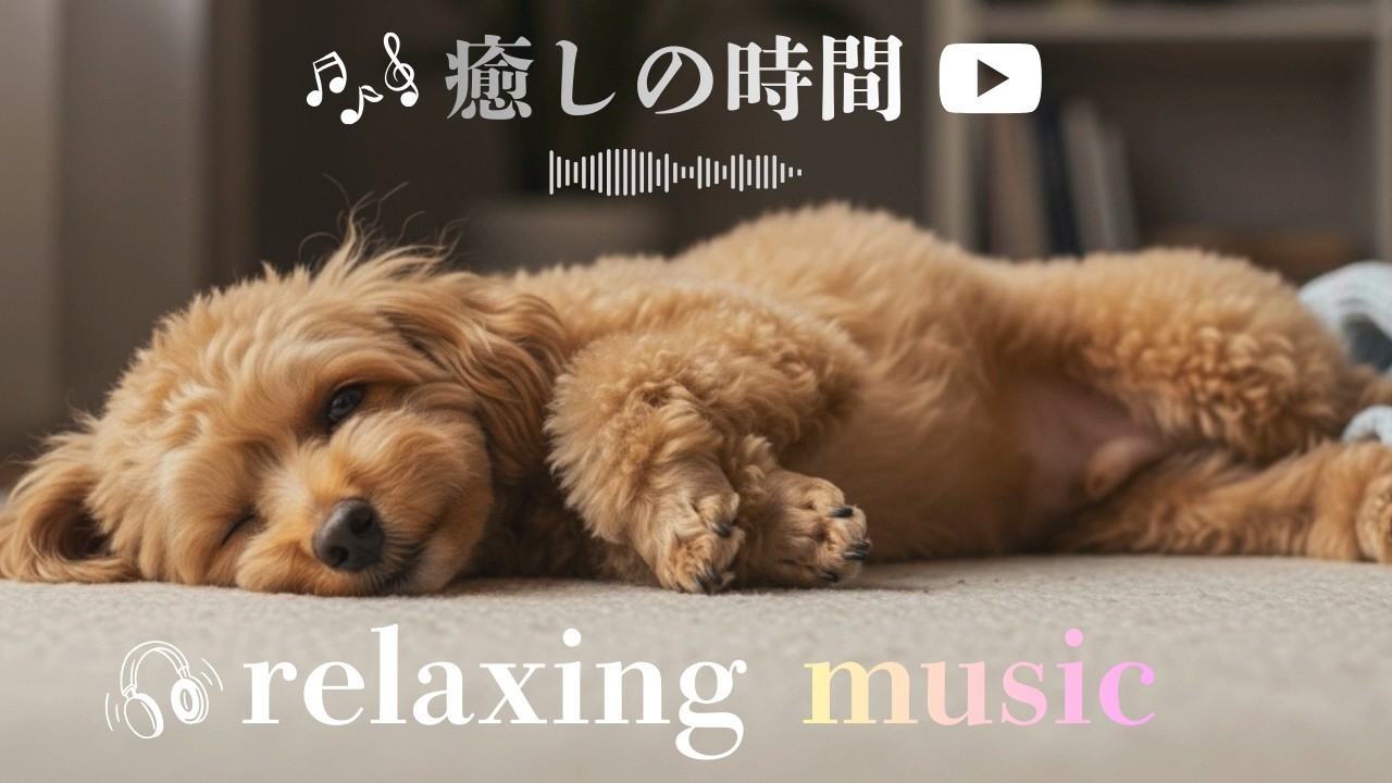 🐶💤Relax（112分）　　　　　　　　　　　　　　　　　　　　　　　　Quiet Moments with a Sleeping Dog | 112 Minutes of Pure Peace