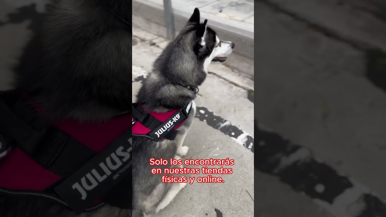 Collares JULIUS K9 exclusivos en Kiwoko 🐶❤️