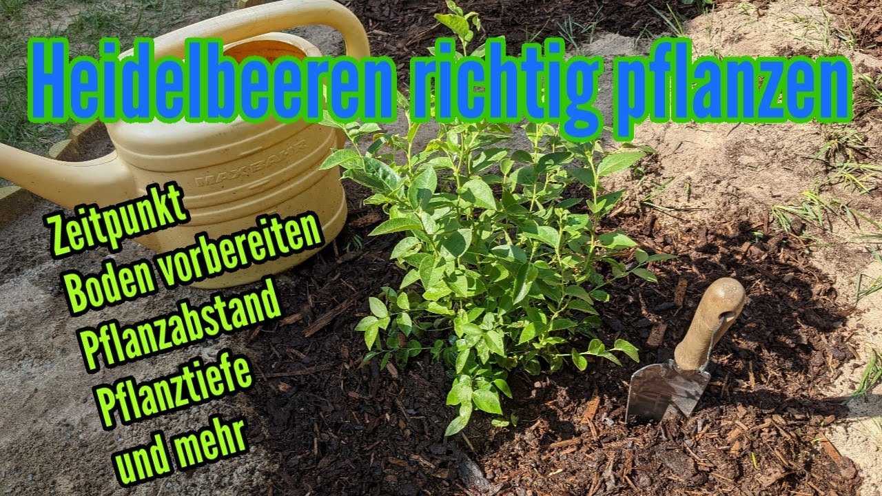 Heidelbeeren richtig pflanzen Bester Pflanzzeitpunkt zum Einpflanzen Boden vorbereiten Pflanztiefe
