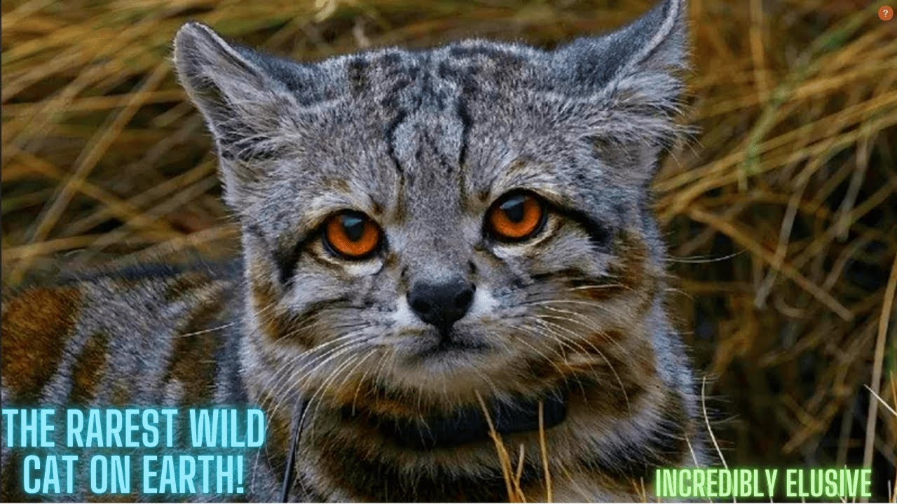The Rarest Wild Cat You've Never Seen | Andean Mountain Cat (Leopardus jacobita)