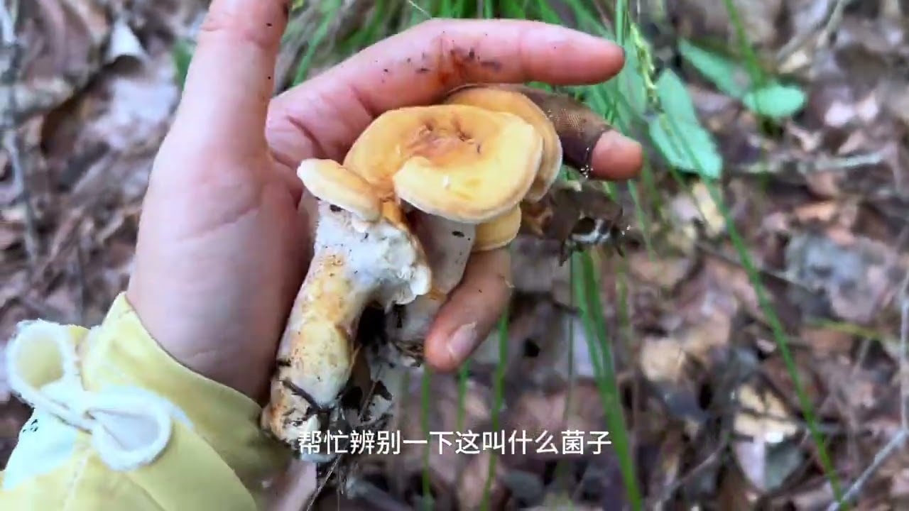 姐妹俩又遇到宝藏山头了，菌子根本捡不完，妹妹直呼背不动了！