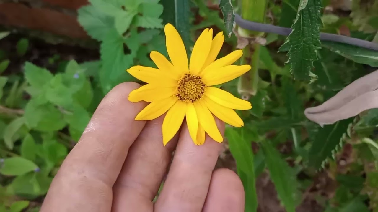 Tentando organizar meu jardim 