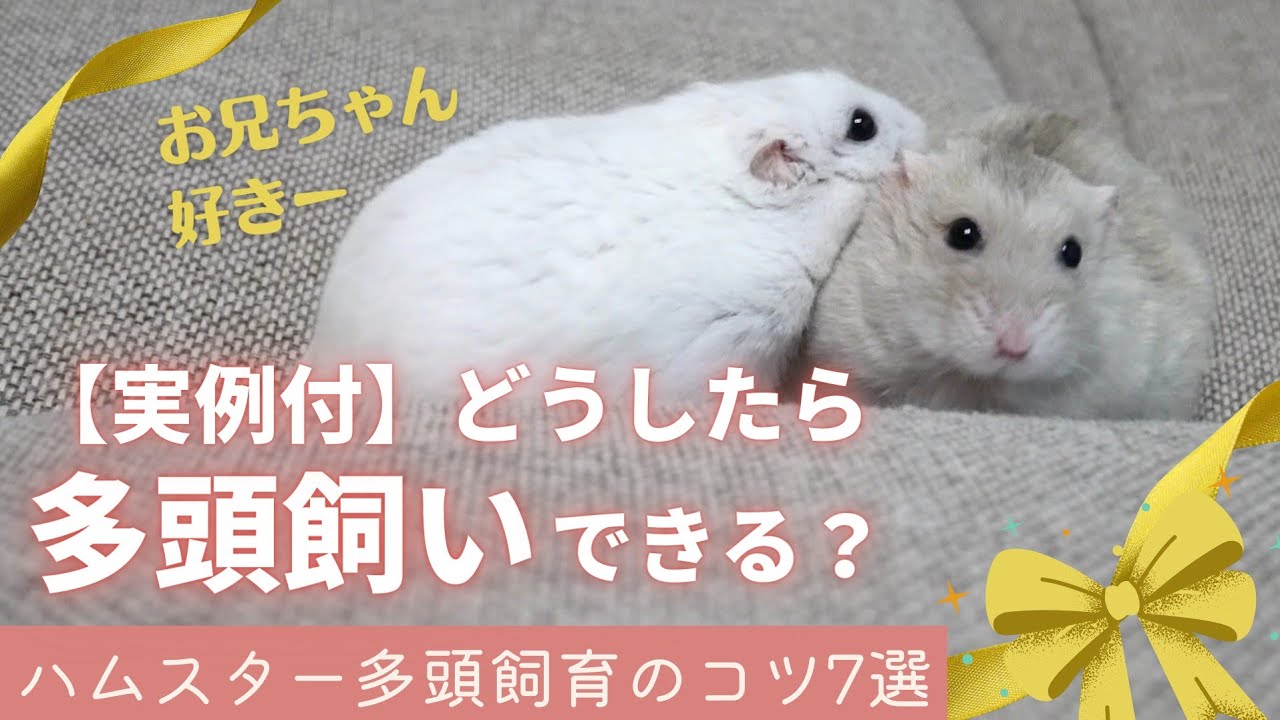 どうしたら多頭飼いできる？～ハムスター多頭飼育のコツ7選【ジャンガリアンハムスター】