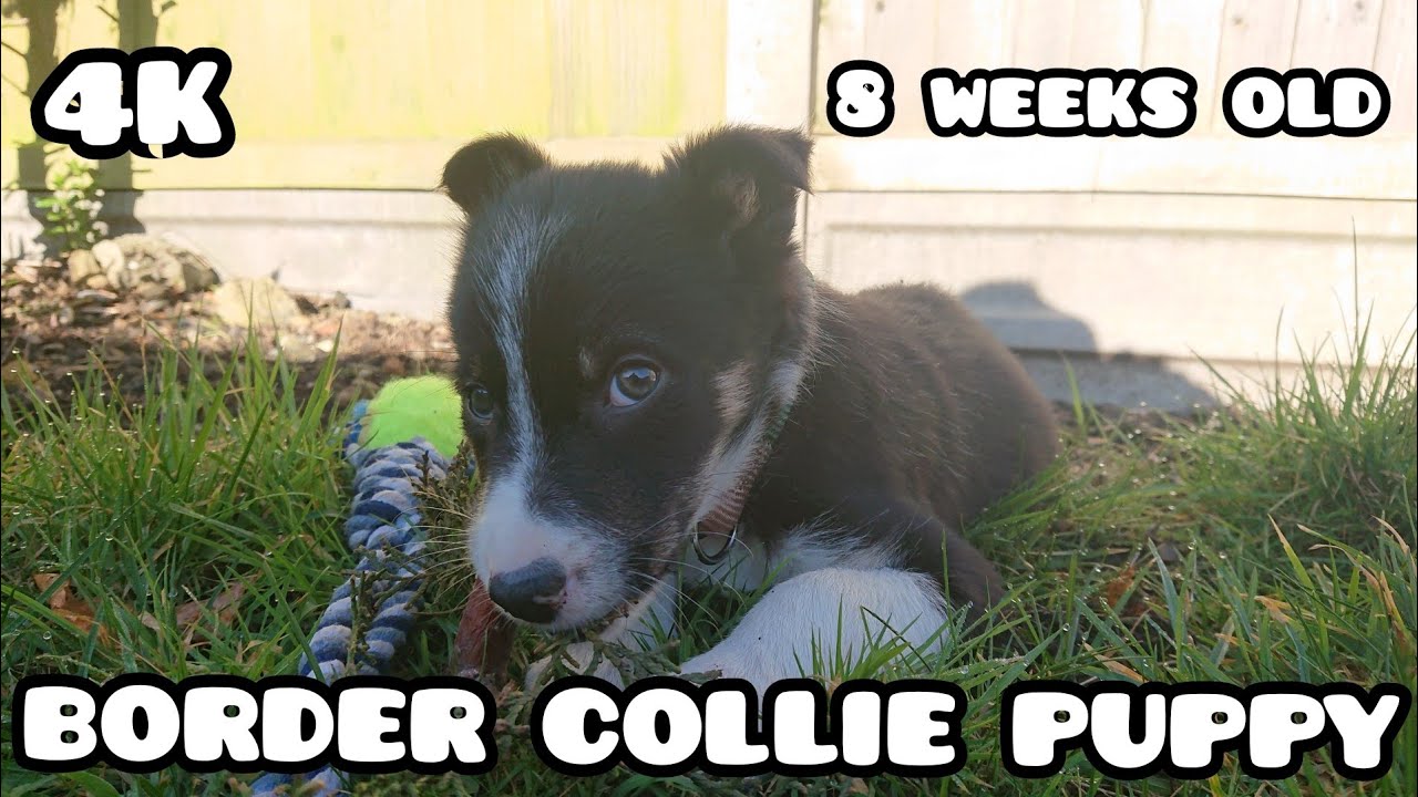 Border Collie Puppy | Bringing Home Our 8 Week Old Puppy! [4K UHD]
