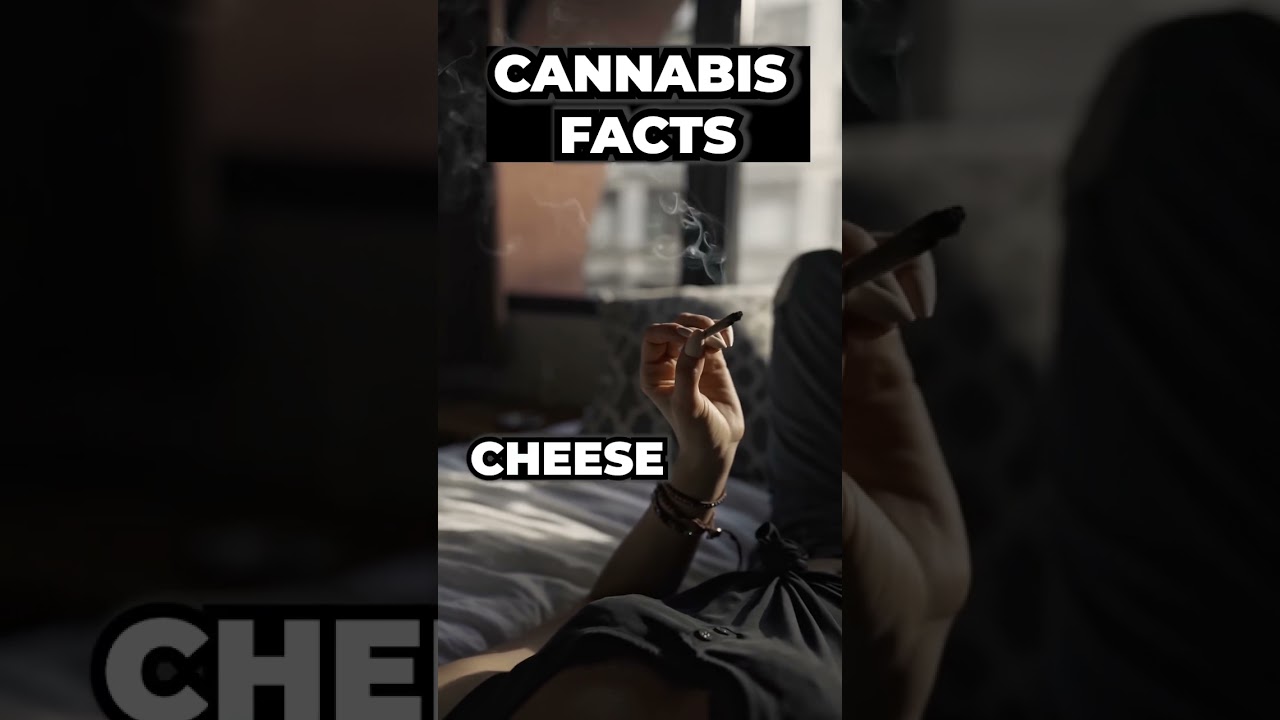 CANNABIS STRAINS TO GROW IN UK #ukstrain #uk #shorts