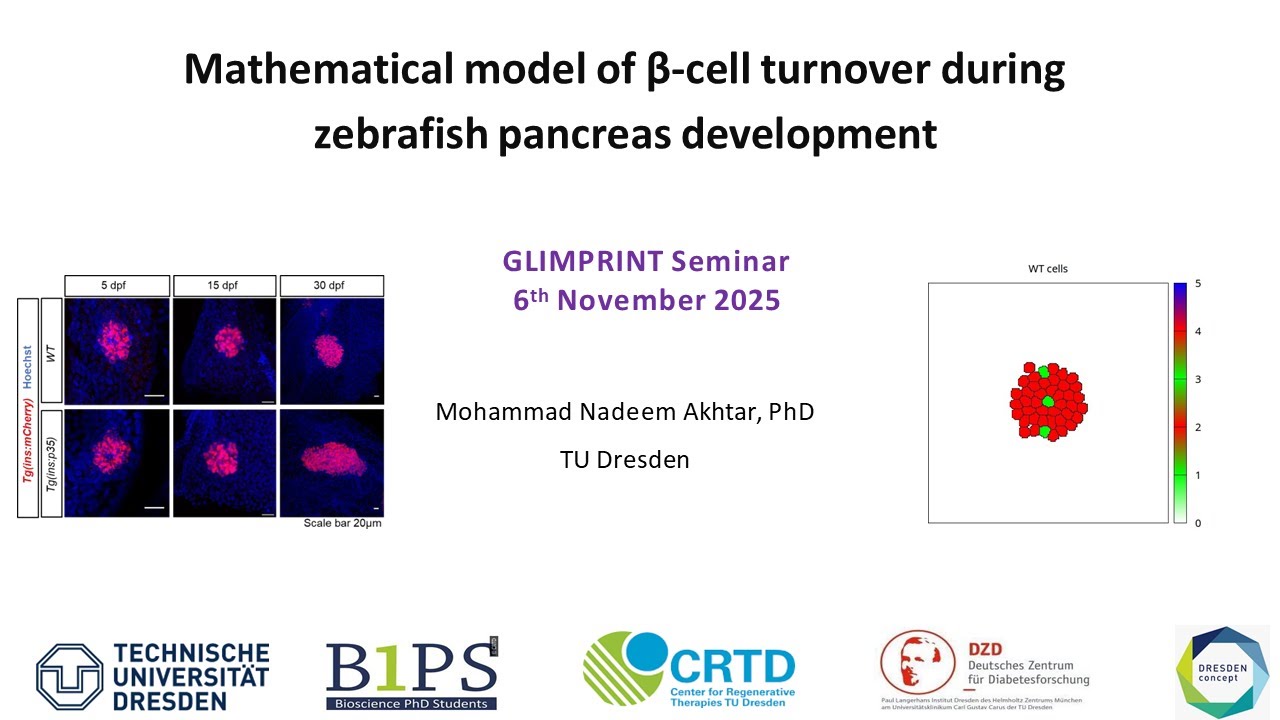 WG/GLIMPRINT Seminars: Akhtar, Beta Cell Turnover Modeling, November 6, 2025
