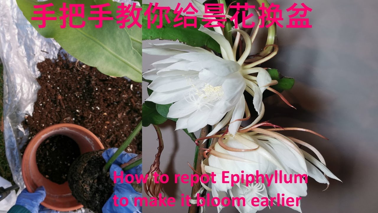 如何给昙花换盆，要想昙花长得好，开花早，一定要有换盆技巧。/ How to repot Epiphyllum to make it bloom earlier